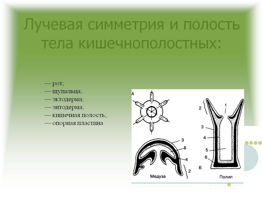 Кракен оф ссылка