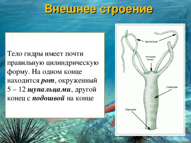 Тор для кракена